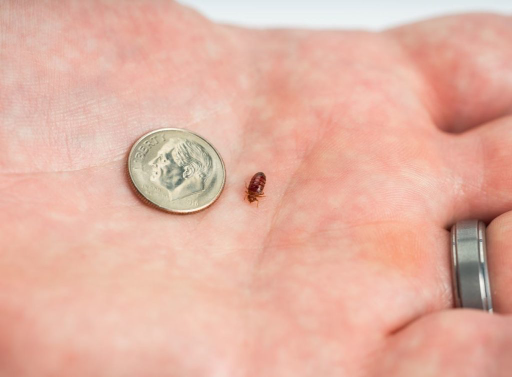 adult bed bug size and shape Bed bug size and shape