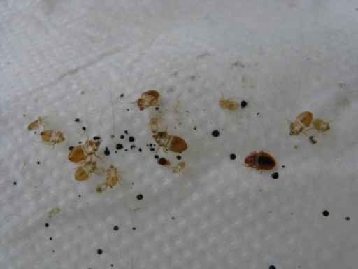bed bug cast skins Bed bug cast skin