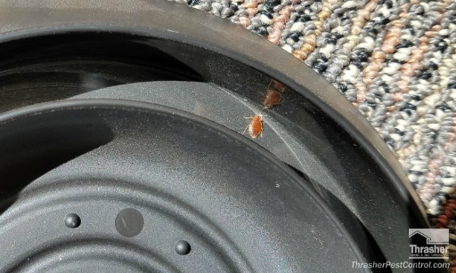 bed bug trapped in interceptor bed bug trapped in interceptor